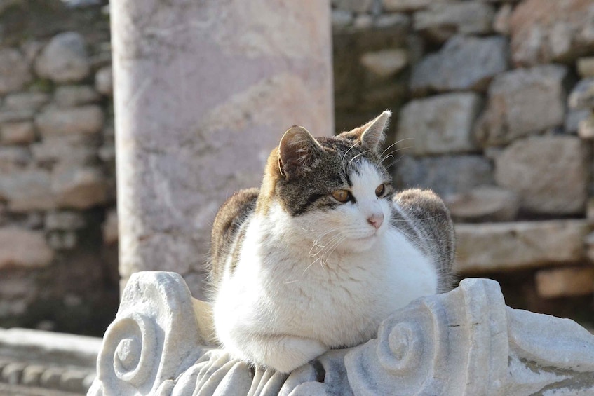 Picture 4 for Activity From Kusadasi Port: Ephesus Tour with Skip-the-Line Entry