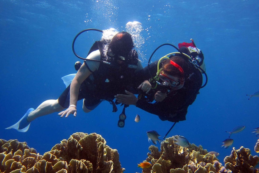 Picture 4 for Activity Cesme: Scuba Diving Experience