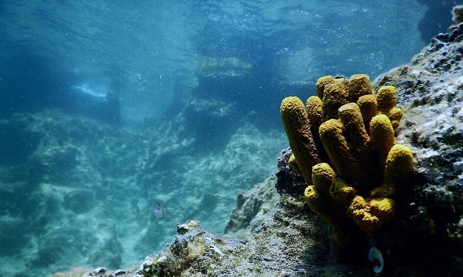 Picture 7 for Activity Cesme: Scuba Diving Experience