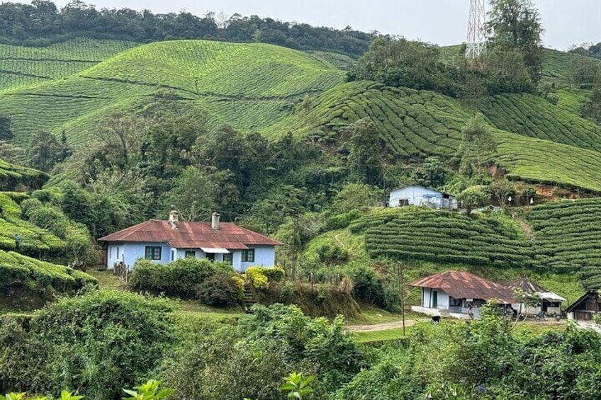 Serene Munnar Retreat: Private Tour from Kochi to the Munnar Hill