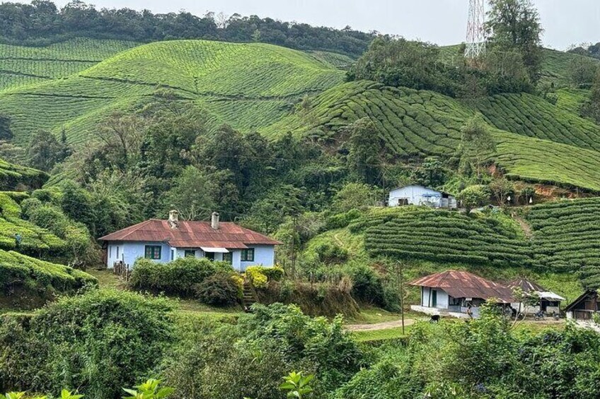 Serene Munnar Retreat: Private Tour from Kochi to the Munnar Hill