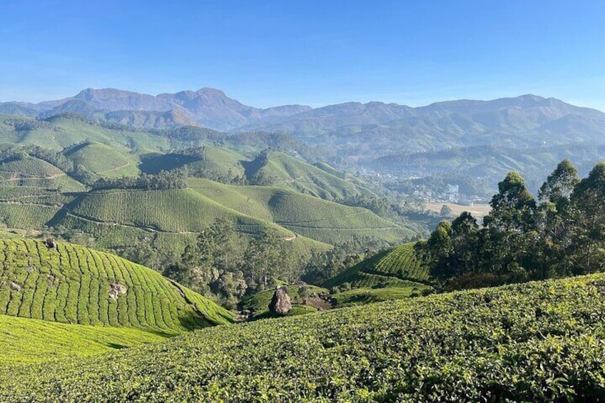 Serene Munnar Retreat: Private Tour from Kochi to the Munnar Hill