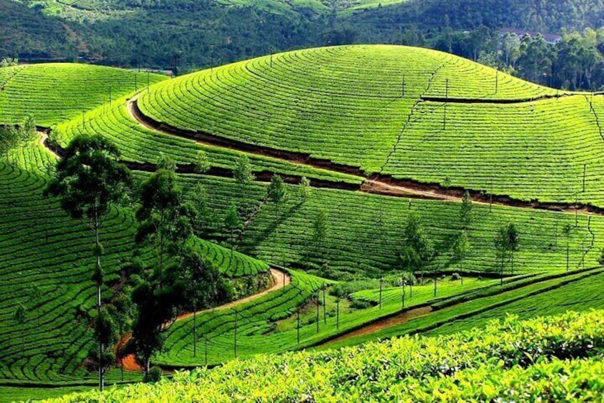 Serene Munnar Retreat: Private Tour from Kochi to the Munnar Hill