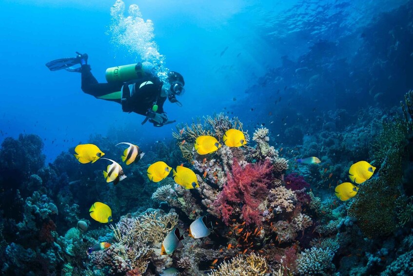 Picture 2 for Activity Kusadasi: Scuba Diving for Beginner or Experienced w/ Lunch