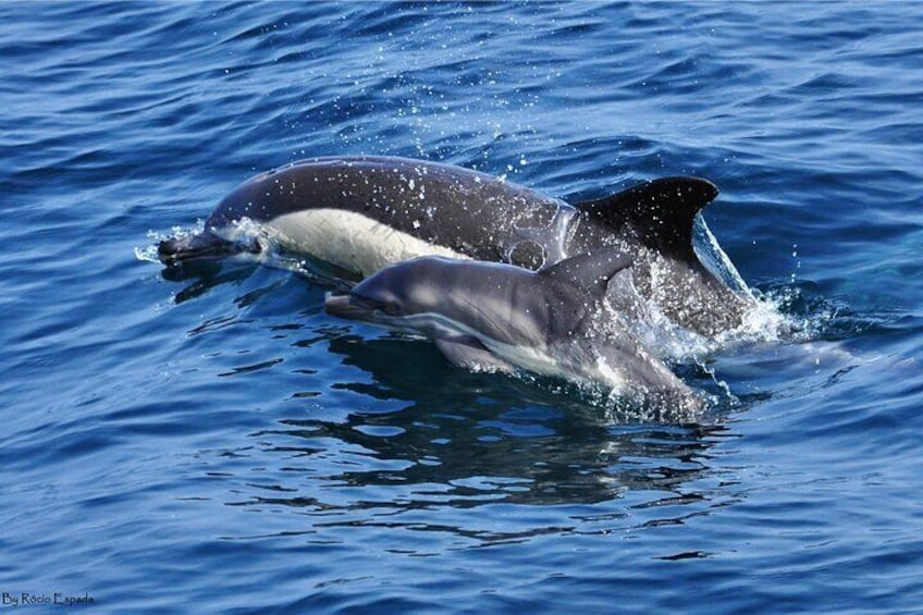 Excursion to Gibraltar with Dolphin Watching from Malaga