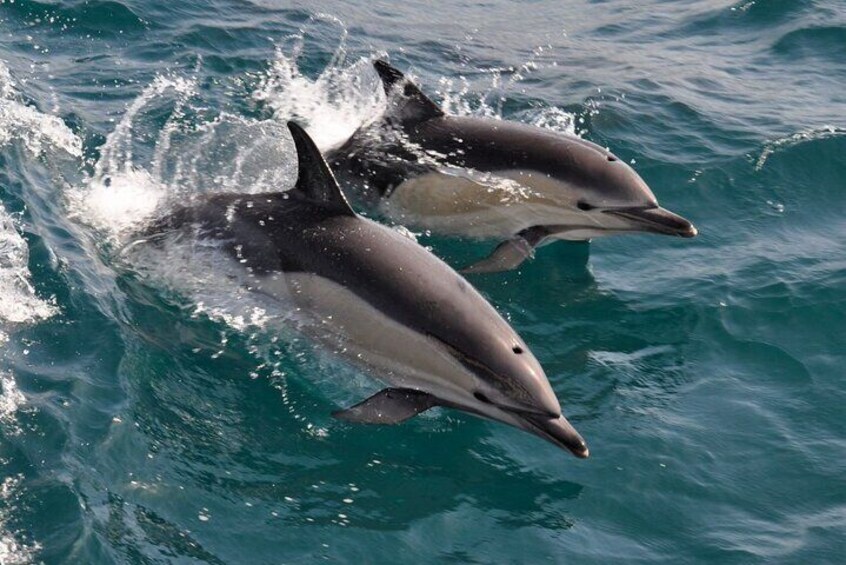 Excursion to Gibraltar with Dolphin Watching from Malaga