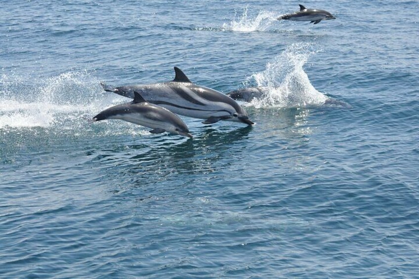 Excursion to Gibraltar with Dolphin Watching from Malaga