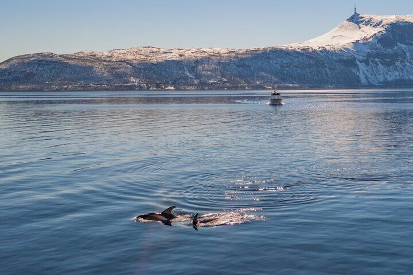 Fjord Safari in the Altafjord 