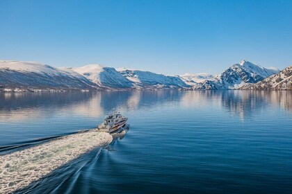 Fjord Safari in the Altafjord