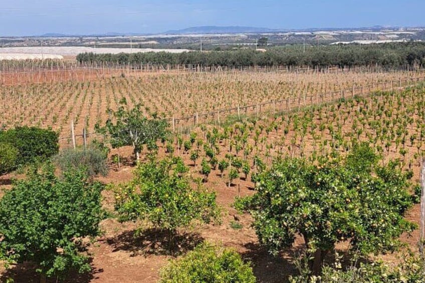 Oil, Wine and Cooking Class Activity in Sicily