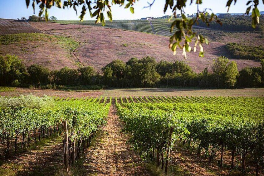 Romantic Dinner in the Vineyard at Poggio ai Laghi Winery