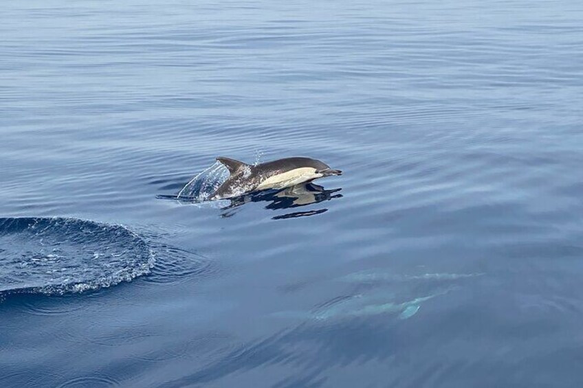 La Herradura: Sailboat with a view of dolphins-Shared