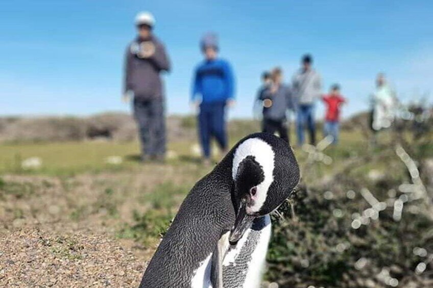 Private Day Tour to Punta Tombo Penguin Colony from Puerto Madryn