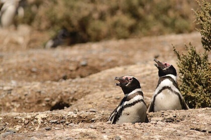 Private Day Tour to Punta Tombo Penguin Colony from Puerto Madryn