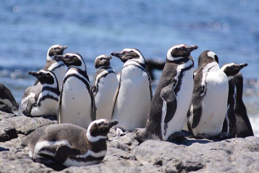 Private Day Tour to Punta Tombo Penguin Colony from Puerto Madryn