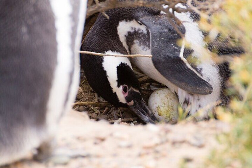 Private Day Tour to Punta Tombo Penguin Colony from Puerto Madryn