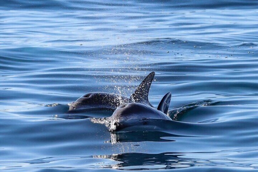 Lower Valley of the Chubut River with Dolphins boat watching