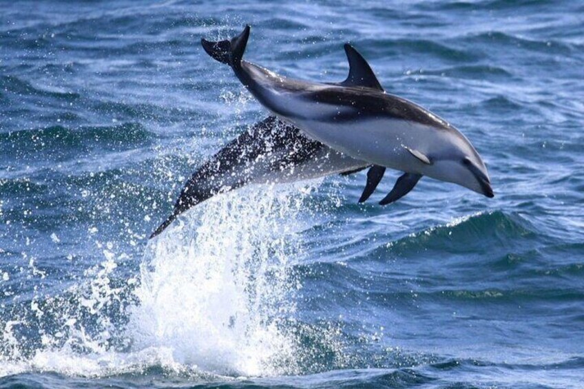 Lower Valley of the Chubut River with Dolphins boat watching