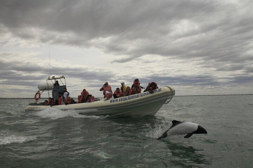 Lower Valley of the Chubut River with Dolphins boat watching