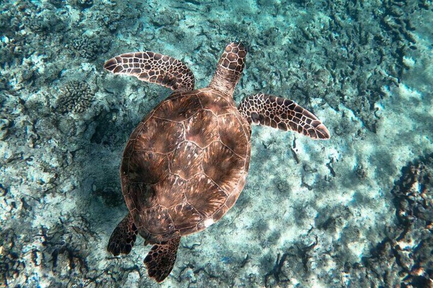 Private Boat Cruise of Waikiki Snorkel, Sunsets, Relaxing