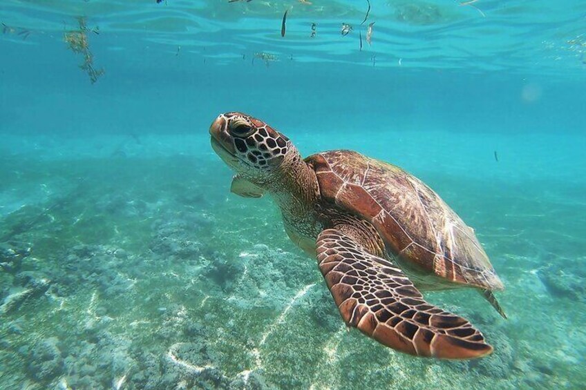 Snorkeling activity at Sumilon Island and Moalboal Marine Life