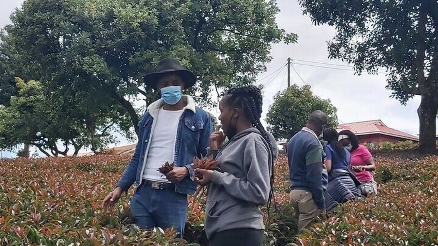 Purple Tea Farm Tour from Nairobi City - Specialty Tea Tasting