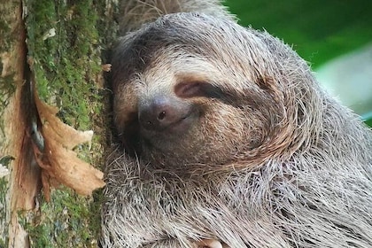 Paseo Naturalista en el Parque Nacional Manuel Antonio