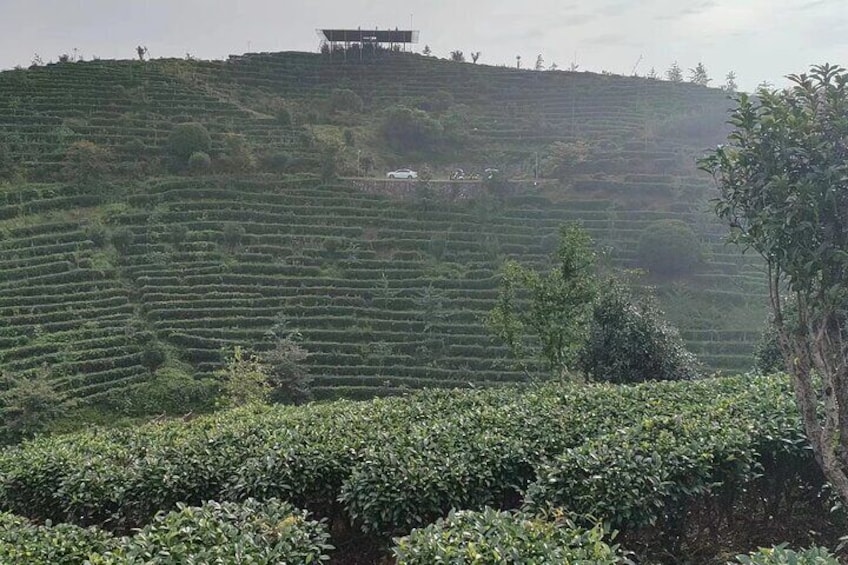 Qixianfeng Tea Plantation Tour in Yangshuo