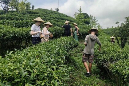 Qixianfeng Tea Plantation Tour in Yangshuo