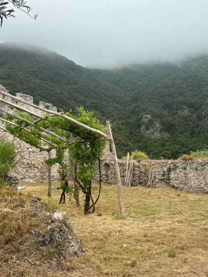 Picture 3 for Activity Maiori: Guided Visit to the Thoro Plano Castle and Tastings