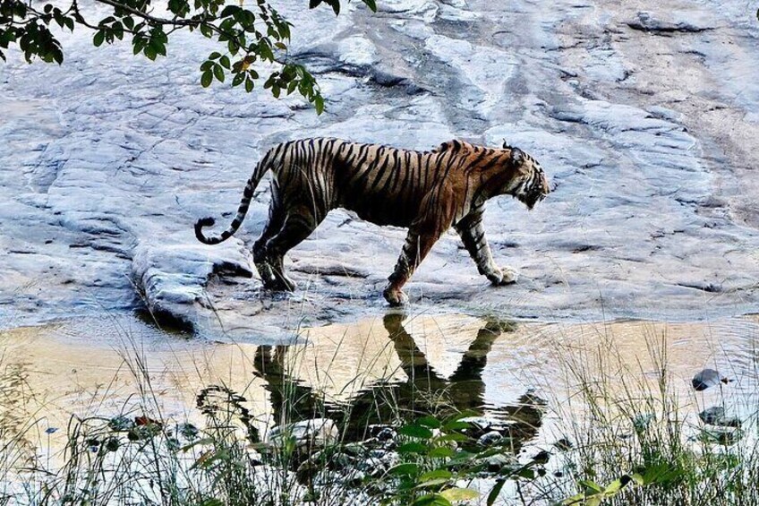 Tiger Sighting at Ranthambore