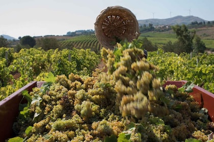 Partinico:Grape harvest in the lands of FrederikII of Swabia