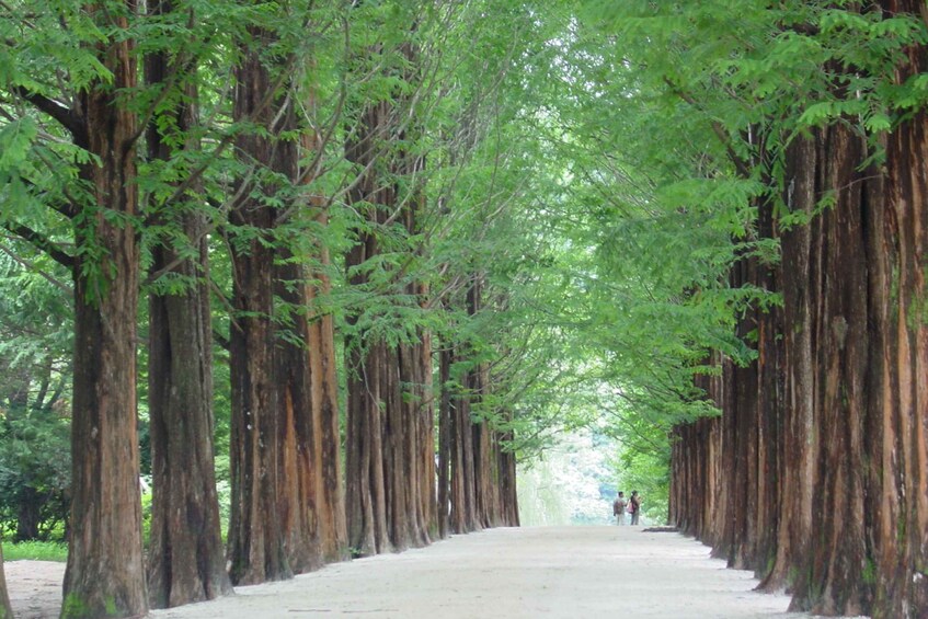 Picture 4 for Activity Seoul to/from Nami Island: Round-Trip Shuttle Service