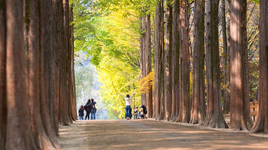 Seoul to/from Nami Island: Round-Trip Shuttle Service