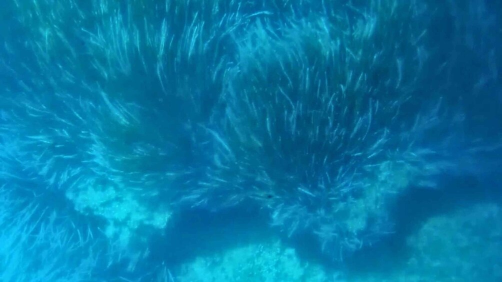 Picture 5 for Activity Capo Rizzuto: Explore seabed with an underwater vision boat