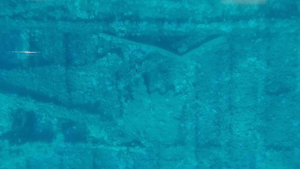 Picture 3 for Activity Capo Rizzuto: Explore seabed with an underwater vision boat