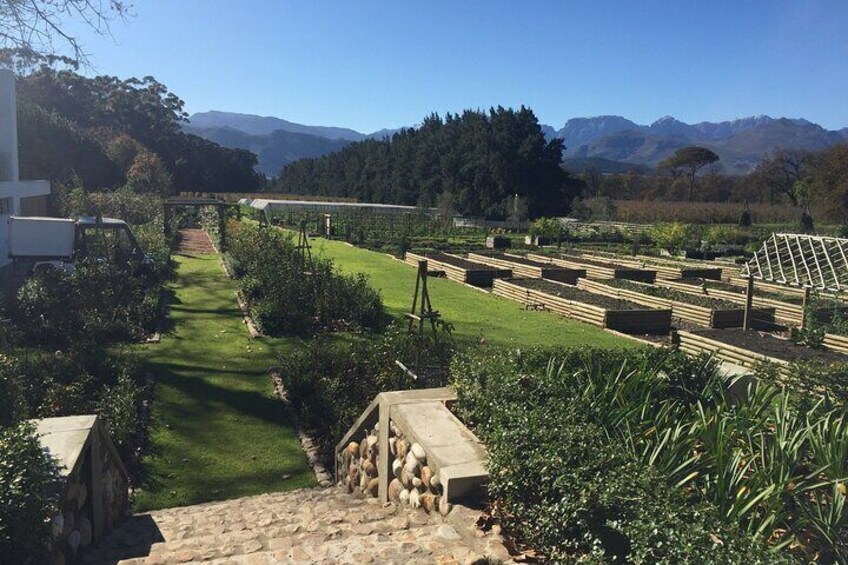 Private Tour to 20 Wine Tasting in Stellenbosch and Franschhoek