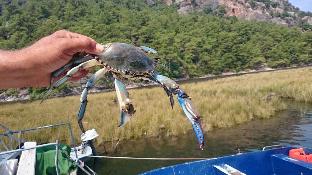 Picture 3 for Activity Marmaris: Dalyan Turtle Beach Tour with Mud Bath & Lunch