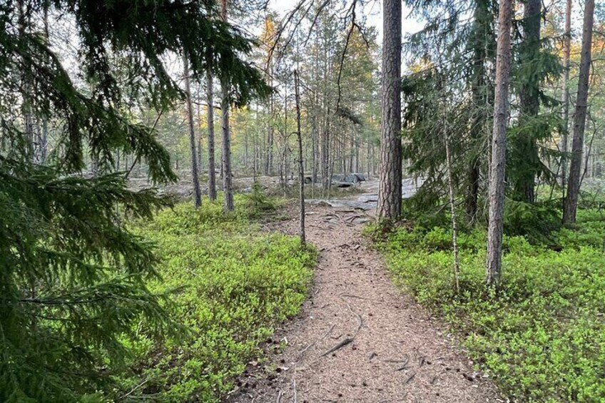 Forest Bathing Experience in Nuuksio National Park