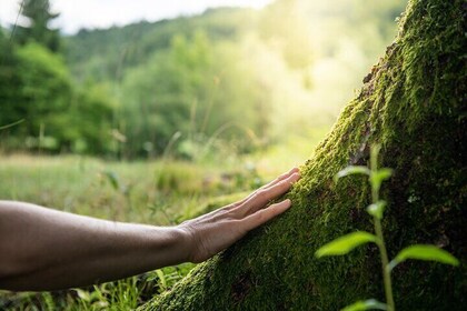 Forest Swimming Experience in Nuuksio National Park