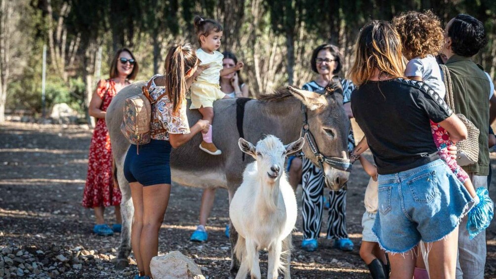 Picture 3 for Activity Olmedo: visit an animal shelter in the territory of Alghero