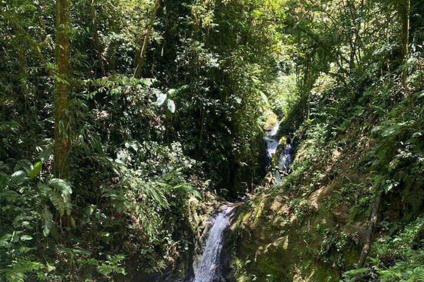 Monteverde Cloud Forest Guided Tour.