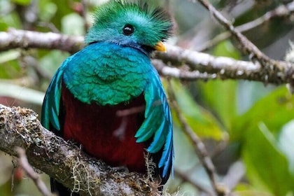 Monteverde Cloud Forest Guided Tour.