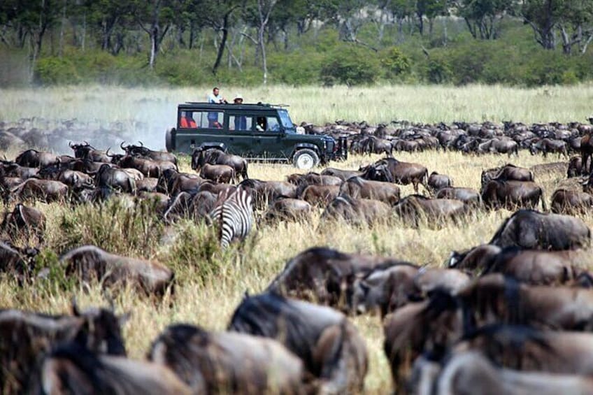 6Days Samburu, Ol Pejeta And Maasai Mara Flying Luxury Safari