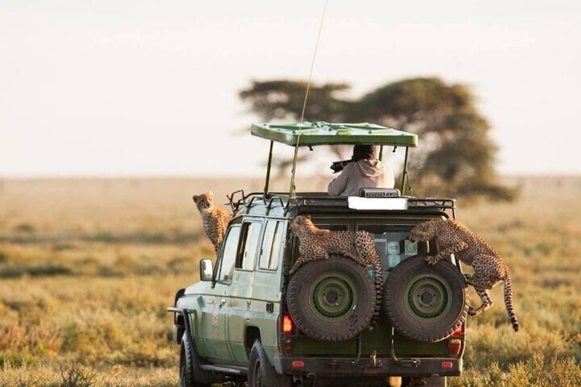 6Days Samburu, Ol Pejeta And Maasai Mara Flying Luxury Safari