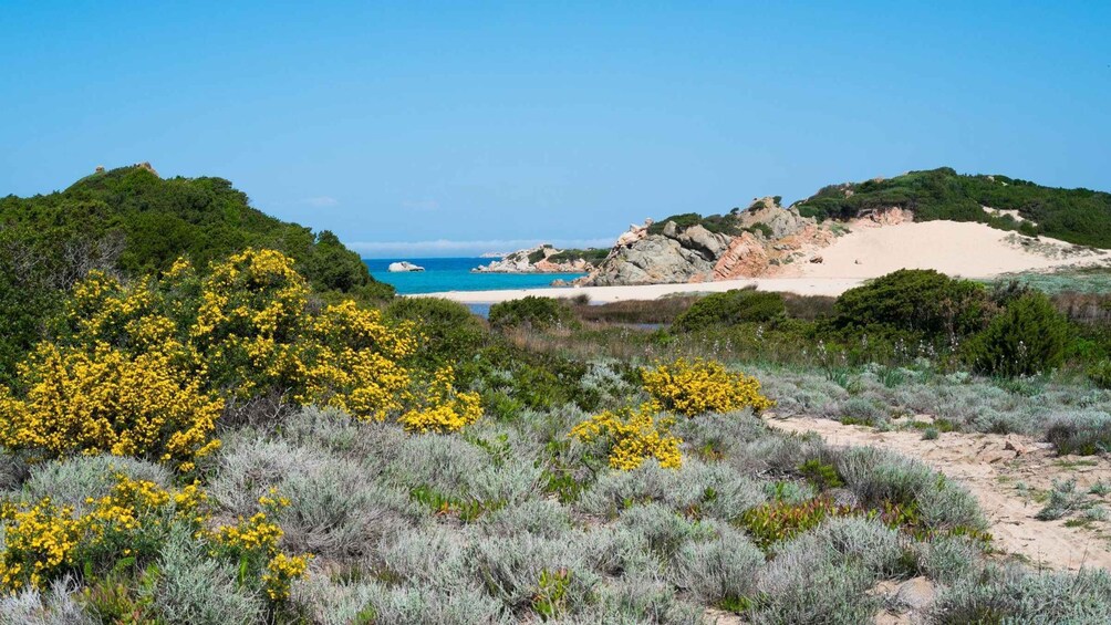 Picture 6 for Activity From Palau: minibus tour and horseback ride in La Maddalena