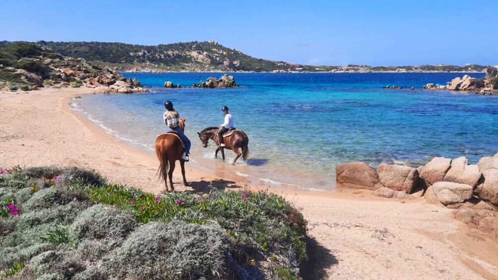 Picture 2 for Activity From Palau: minibus tour and horseback ride in La Maddalena