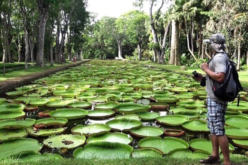 Full Day Tour of Botanical Garden and L'Aventure du Sucre