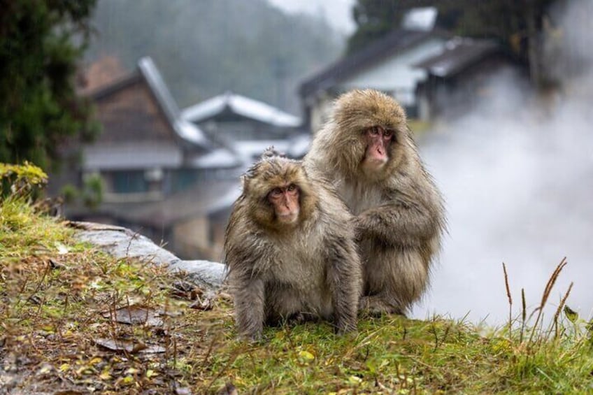 From Tokyo: Nagano Snow Monkey Park Private Tour