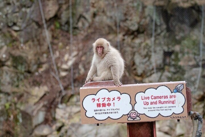 Jigokudani Monkey Park